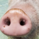 Profile photo of Monkey